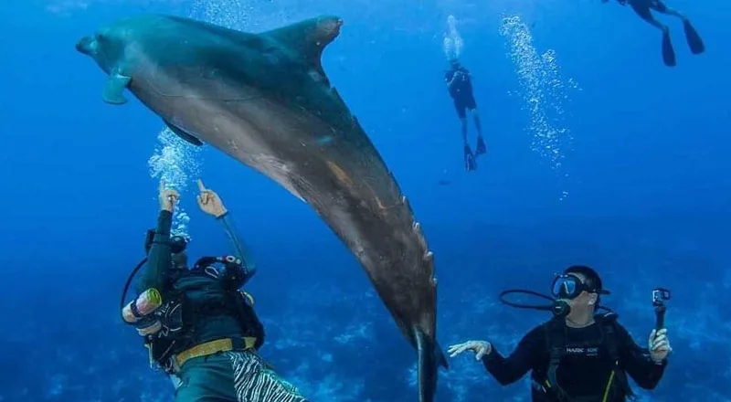 Rangiroa Diving Center - Tahiti Tourisme