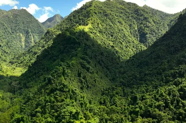 AOA Polynesian Forests