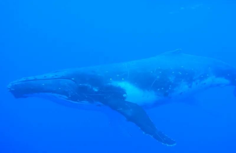 Moorea Activities Center - Observation Baleines - Tahiti Tourisme