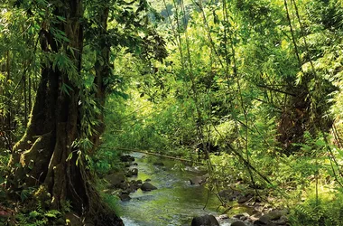 AOA Polynesian Forests