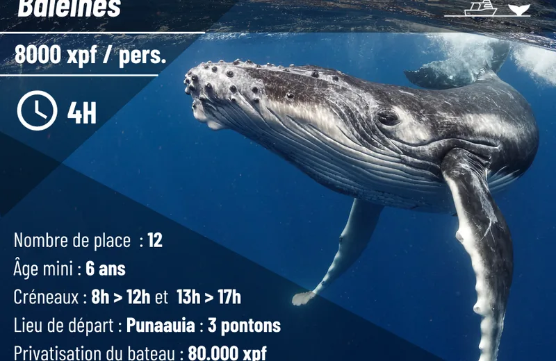 visuel excursions baleines