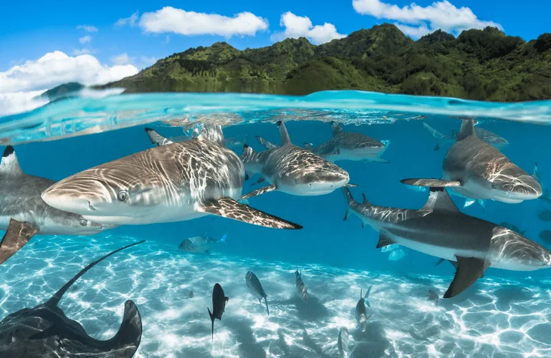 Nemo'Z Scuba Diving - Tahiti Tourisme