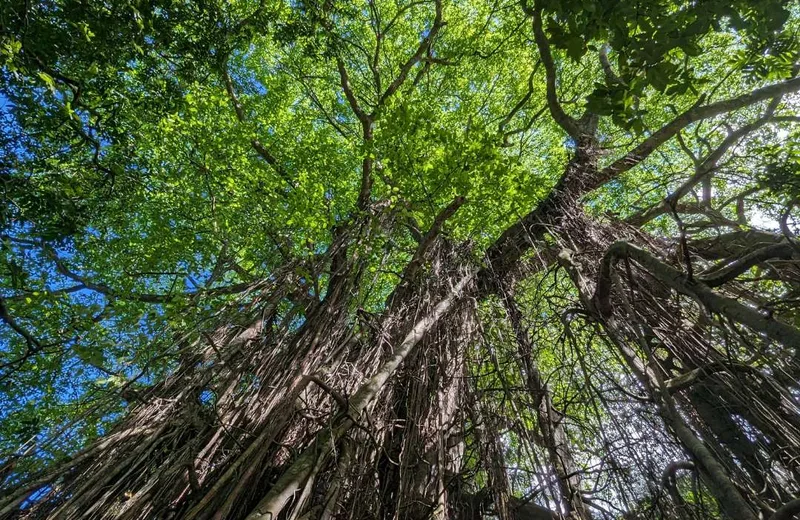 AOA Polynesian Forests