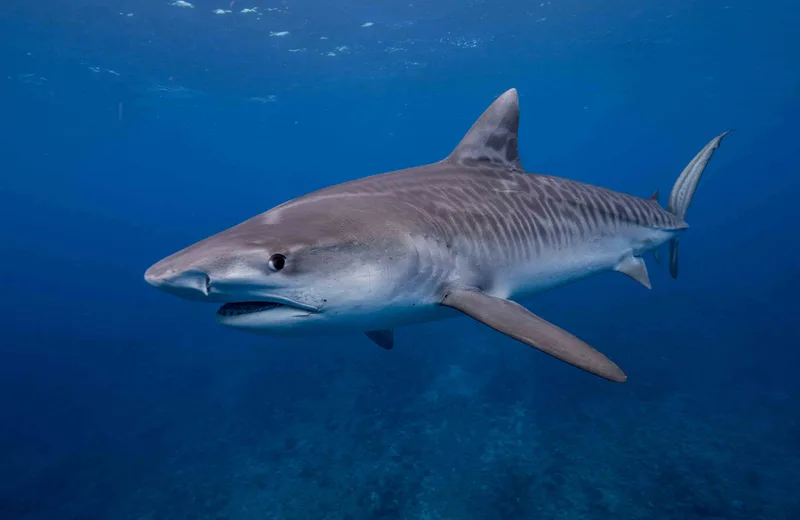 Le Trou Aux Requins - Tahiti Tourisme
