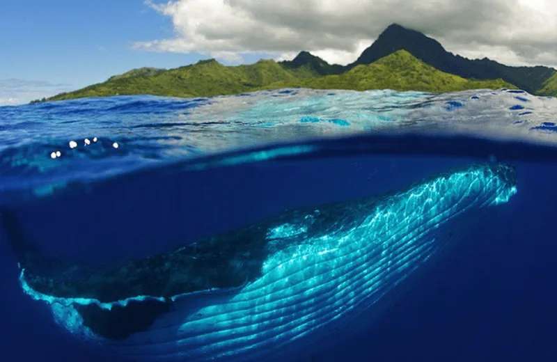 Dolphins & Whales Spirit Adventure - Tahiti Tourisme