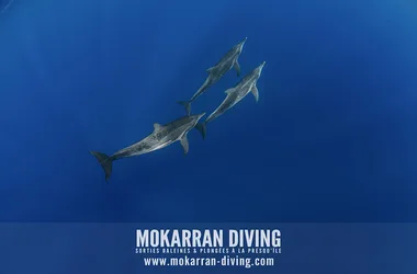 Mokarran Diving - Tahiti Tourisme