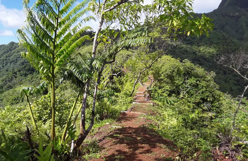 Le Sentier De La Crête Des Macarangas - Tahiti Tourisme