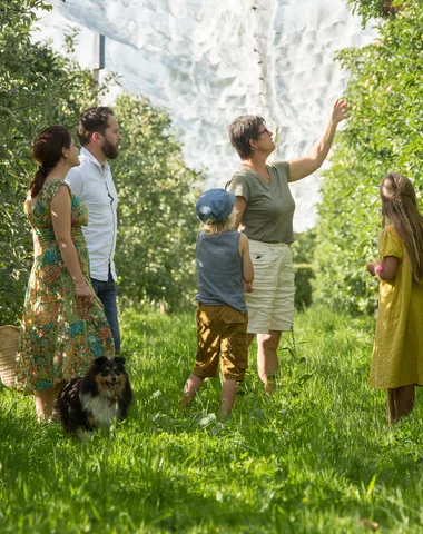 Visite de vergers de pommes