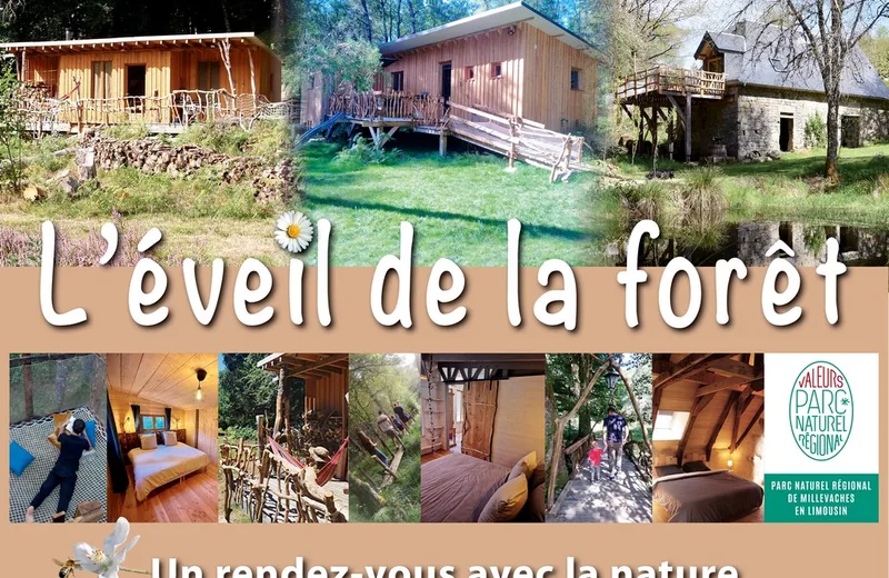 L’éveil de la Forêt