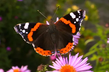 Le Couloir à Papillons : Journée Portes Ouvertes