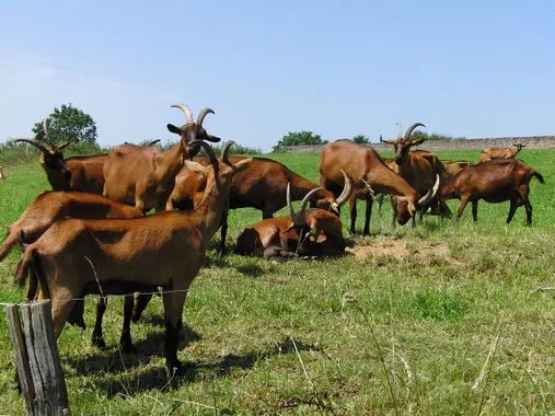 Les chèvres de Troche