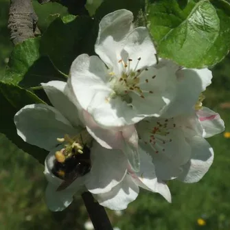 Cidrerie Le Père Mahieu