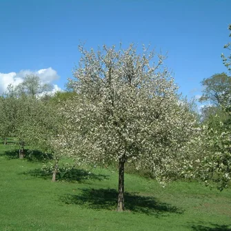 Cidrerie de la Brique