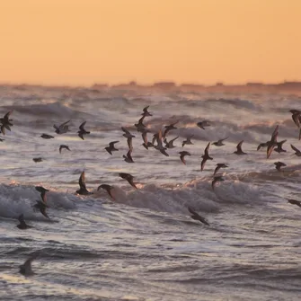 Les oiseaux de la côte Est