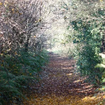 Promenade du CAUE “des arbres conteurs”