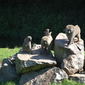 Parc animalier Saint-Martin