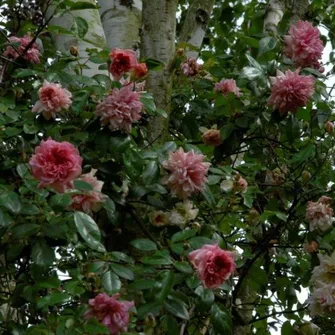 Jardin La Ferme de la Gervaiserie