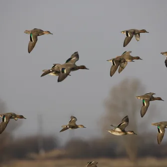 Les oiseaux migrateurs de la Réserve de Beauguillot