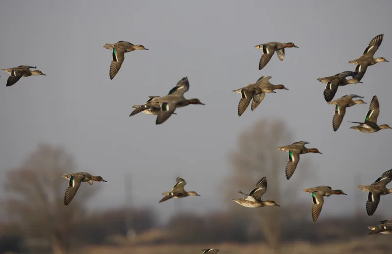 Les oiseaux migrateurs de la Réserve de Beauguillot