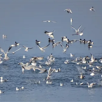 Oiseaux de la côte Est – dimanche 17 nov.