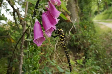 Les légendes du Cotentin