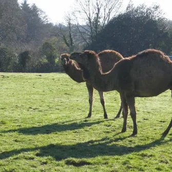 Parc animalier Saint-Martin