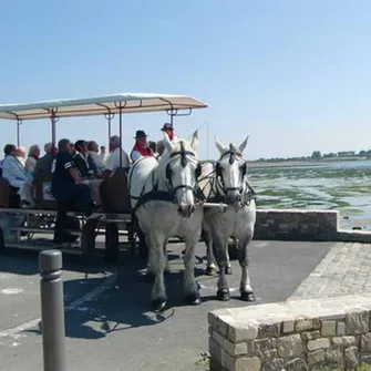 Balades attelées à Saint-Vaast-la-Hougue