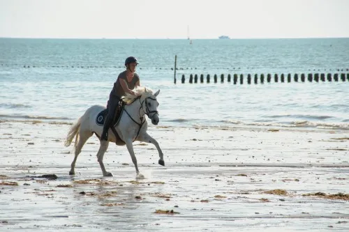 BALADE A CHEVAL A LA PLAGE – CONFIRMÉS