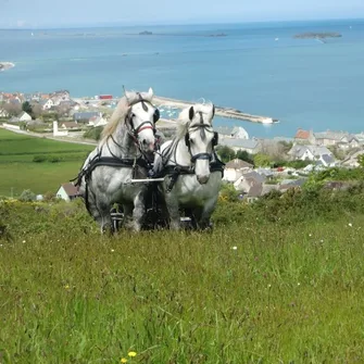 Balades attelées à Saint-Vaast-la-Hougue