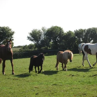 Les Poneys du Caté