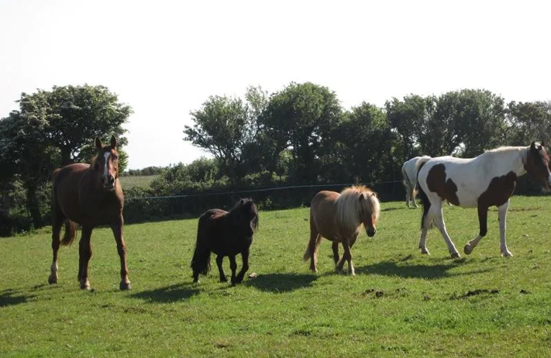 Les Poneys du Caté