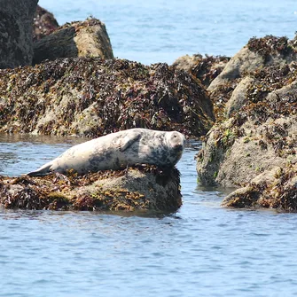 Croisière Faune Marine: dauphins, phoques et oiseaux