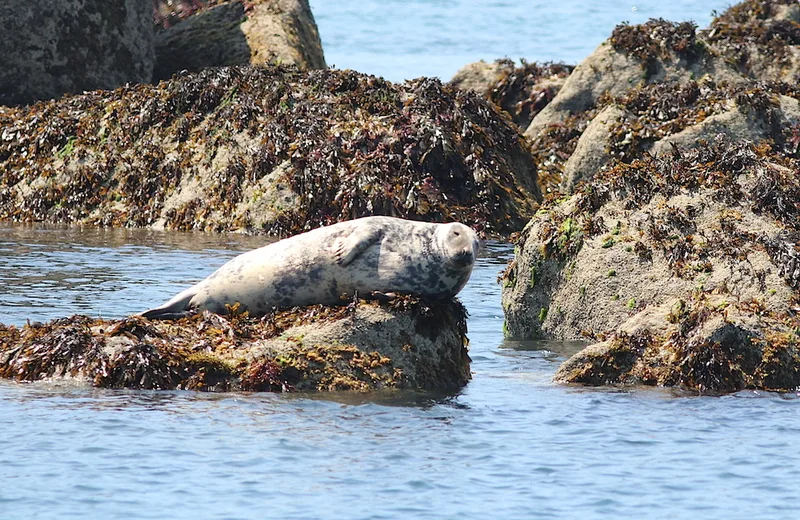 Croisière Faune Marine: dauphins, phoques et oiseaux