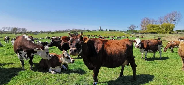 Bon pour une visite Histoire, fabrication & ferme