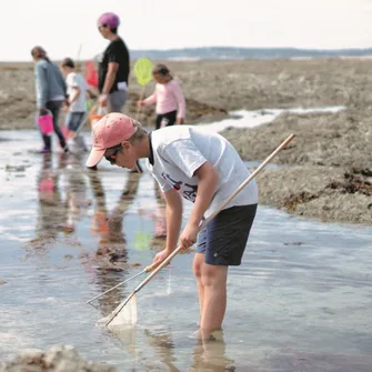 Initiation pêche à pied