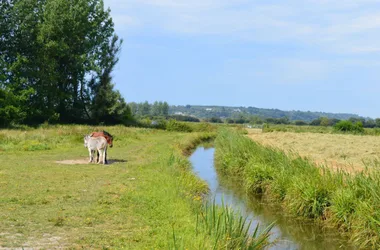 Entre terre, mer et marais