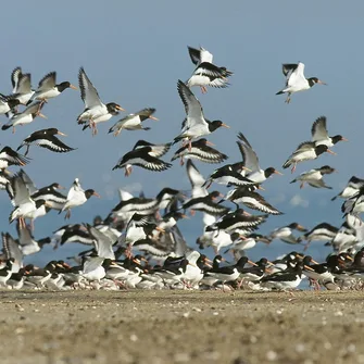 Baie des veys : ses oiseaux, ses phoques