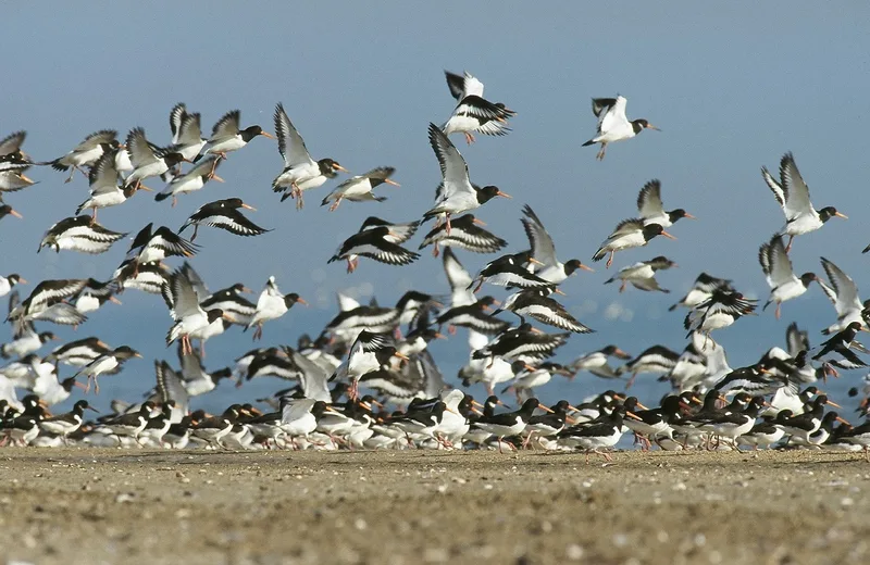 Baie des veys : ses oiseaux, ses phoques