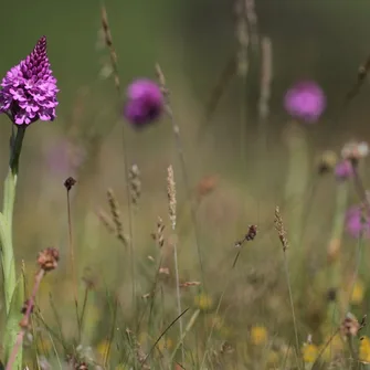 Visite guidée de la réserve naturelle nationale de Vauville