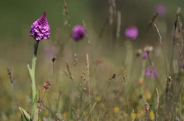 Visite guidée de la réserve naturelle nationale de Vauville