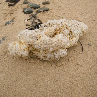 Trésors des laisses de mer