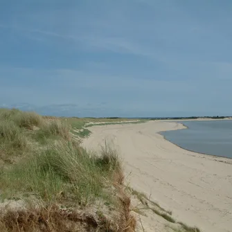 La plage et les dunes  (RNN Beauguillot)