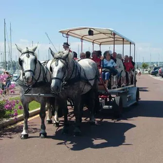 Balades attelées à Saint-Vaast-la-Hougue