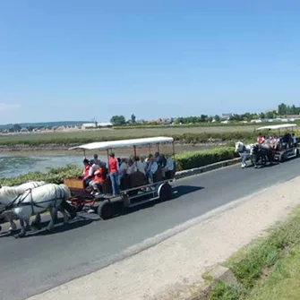 Balades attelées à Saint-Vaast-la-Hougue