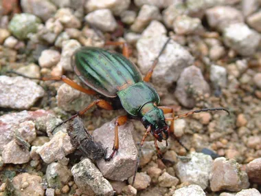 Escapades nature : petites bêtes des sols