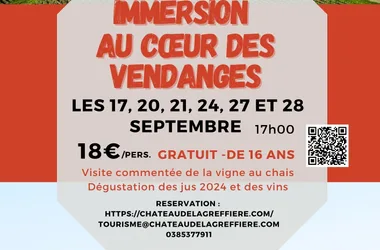 Immersion au cœur des vendanges