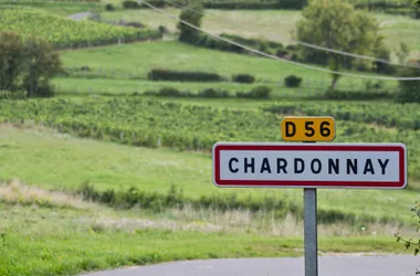 Paysage dans le vignoble du Maconnais : Chardonnay.
