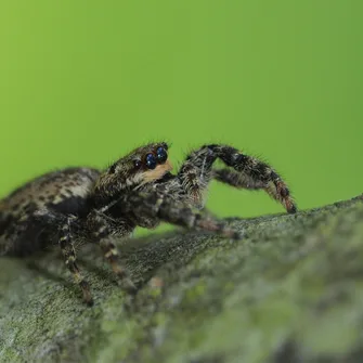 Escapades nature ” Dans les yeux des araignées”