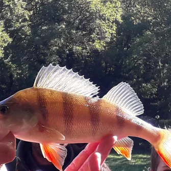 Atelier pêche nature pour les jeunes