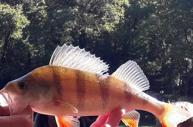 Atelier pêche nature pour les jeunes